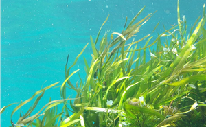 seaweed.png