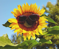 //ijrorwxhkkkrlj5q.leadongcdn.com/cloud/lmBpkKnilnSRilimoqrkio/sun-protection.png